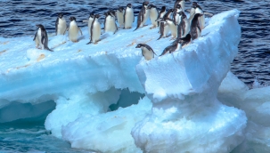 Otostopçu türler Antarktika ekosistemini bozuyor