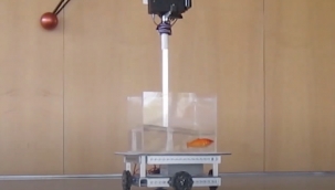 Japon balıklarına araba sürmeyi öğrettiler