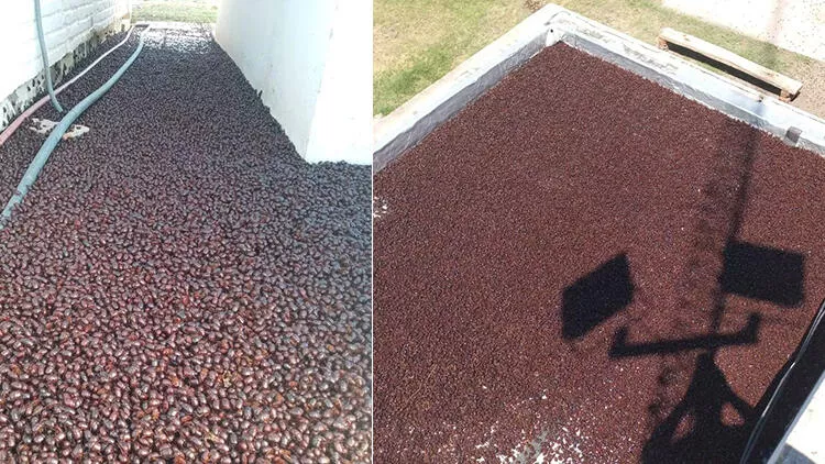 Arjantin, gergedan böceklerinin istilası altında