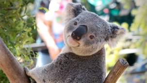 Avustralya'da koalalar için 35 milyon dolarlık fon