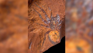 Avustralya'da iyi korunmuş fosiller bulundu