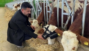 Bir kişi ineklerine sanal gerçeklik gözlüğü taktı