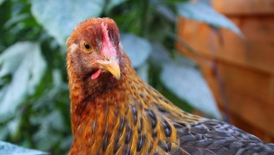 Bulgaristan'da kuş gribi vakaları artıyor