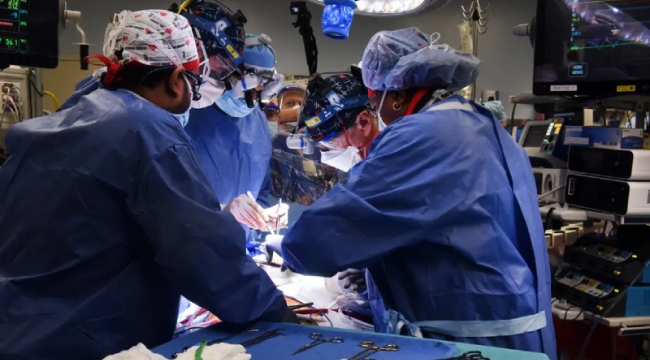 Domuz kalbi, bir insana nakledildi