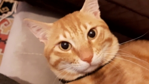 Evcilleştirilmek kedilerin beynini küçülttü