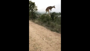 Bir geyik zıplayıp süzülürken görüntülendi