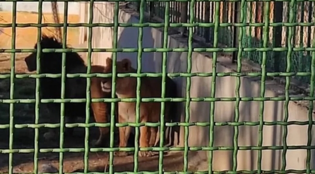 İran'da bir aslan, bakıcısını öldürdü