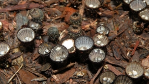 İsrail'de mantarla kanser tedavisi çalışmaları 