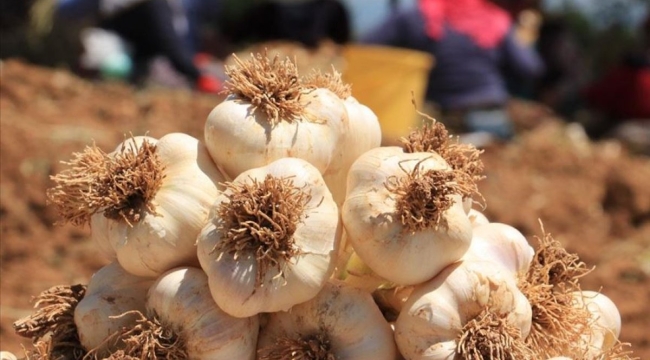 Kastamonu sarımsağı 2,5 liraya kadar düştü