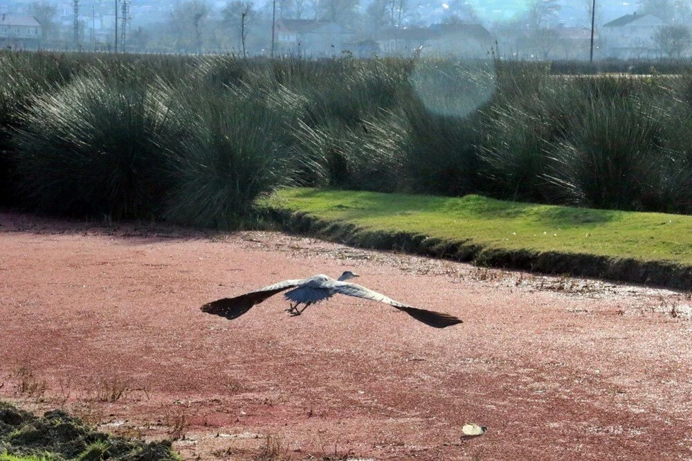 Kızılırmak hakikaten "kızıl" oldu