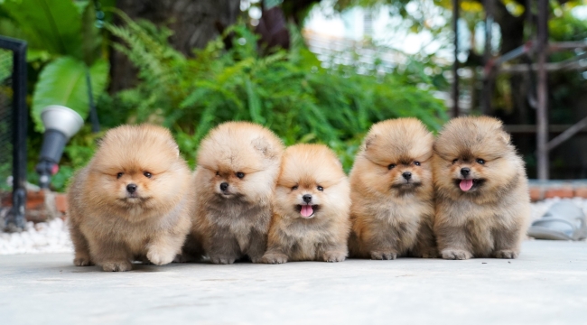 Köpekleri küçülten genetik keşfedildi