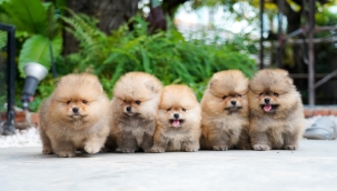 Köpekleri küçülten genetik keşfedildi