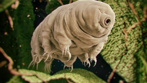 Tardigratlar komşu yıldızlara gönderilecek
