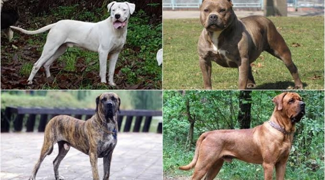 Köpeği "tehlikeli" olanlar için yarın son gün