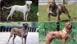 Köpeği "tehlikeli" olanlar için yarın son gün