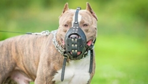 23 bin 406 "tehlikeli ırk başvurusu" yapıldı