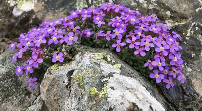 Türkiye'de yeni endemik bitki türü keşfedildi