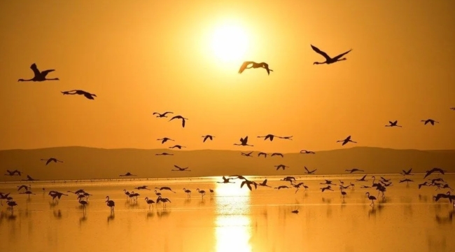 İklim krizi, Tuz Gölü'ndeki flamingoları vuruyor