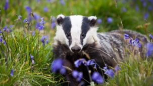 Bir porsuk yiyecek ararken hazine buldu