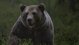 Aç ayı Kaliforniya'da 28 evden yiyecek çaldı