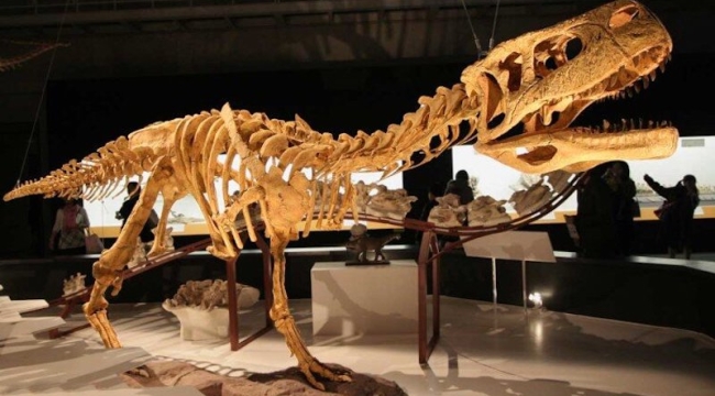 Arjantin'de kolsuz bir dinozor türü keşfedildi