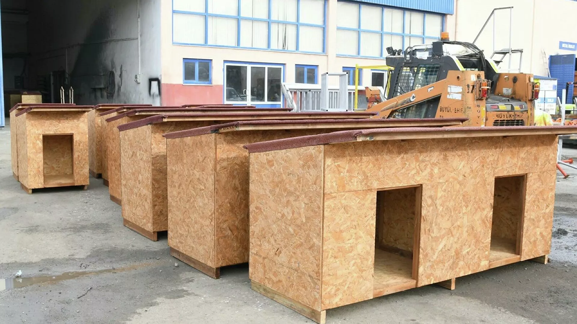 Atık tahtalar sokak hayvanlarına yuva oldu