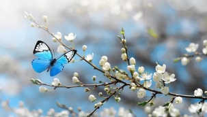 Baharın müjdecisi olan "cemre" havaya düştü