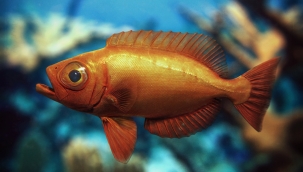 Balıkların 155 milyon yıldır konuştuğu keşfedildi