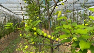 Bursa'nın İznik ilçesinde serada erik hasadı