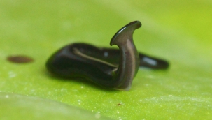 Yeni keşfedilen solucana "Kovid" adı verildi