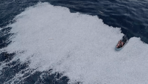 Fransa açıklarında 100 binden fazla ölü balık