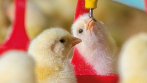 Fransa'da erkek civcivlerin öldürülmesi yasaklandı