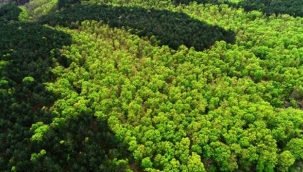 9.200 ağaç türü hala keşfedilmemiş olabilir