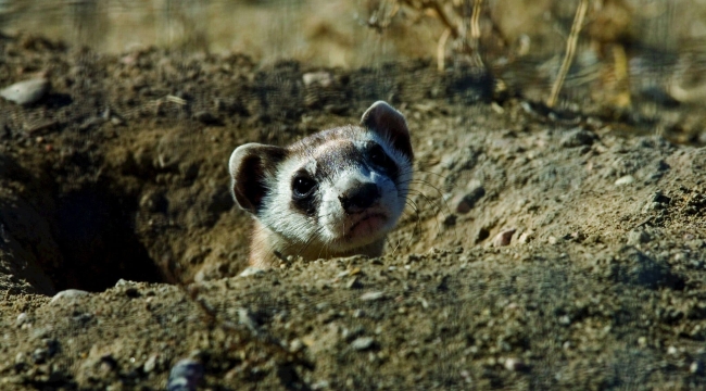 Dünyanın klonlanmış ilk gelinciği çiftleşecek