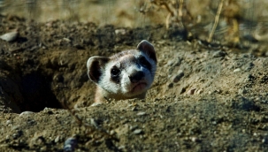Dünyanın klonlanmış ilk gelinciği çiftleşecek