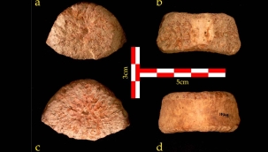 İsrail'de 1,5 milyon yıllık "insan omuru" keşfedildi