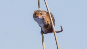 İsrail'den felçli hastalara çare için fare deneyi