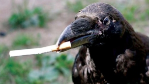 İsveç'te izmaritleri kargalar topluyor