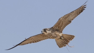 Katar'da Şahin ve Avcılık Festivali