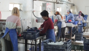 SGK'dan kadın istihdamı için 320 euroluk hibe 