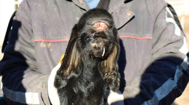 Kilis'te gözleri alnının ortasında doğan oğlak öldü