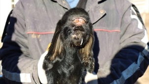 Kilis'te gözleri alnının ortasında doğan oğlak öldü