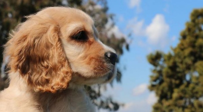Köpekler sahiplerini sesinden tanıyorlar