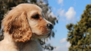 Köpekler sahiplerini sesinden tanıyorlar