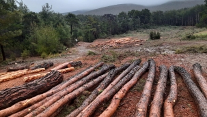 Sahte orman görevlisi 50 adet ağacı kesti