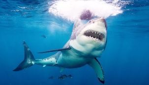 Sydney'de köpekbalığı birini öldürdü