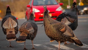 Silikon Vadisi'ndeki NASA merkezinde hindi işgali