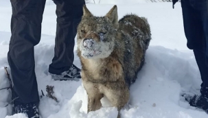 Sivas'ta ayakta donan bir kurt bulundu