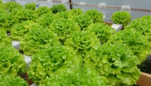 Süleyman Dal, tarım için memurluğunu bıraktı