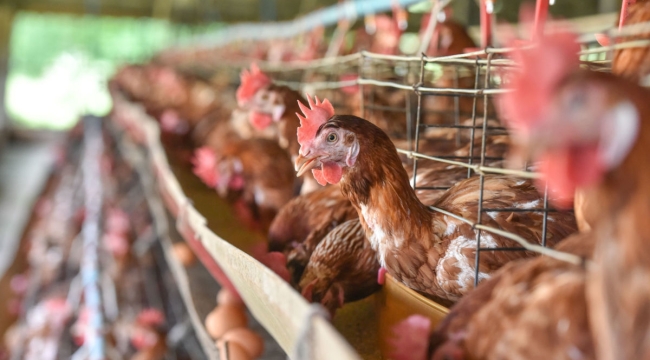Türkiye, tavuk eti üretiminde kendi rekorunu kırdı